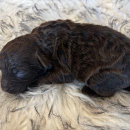 Quinn - Brown female Poodle puppy in Tampa, Florida from Designer Puppy Boutique