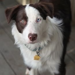 Cowboy - Border Collie
