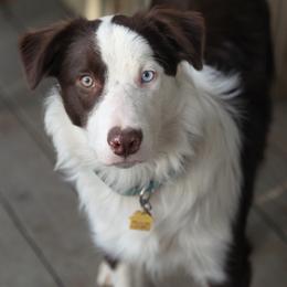 Cowboy - Border Collie