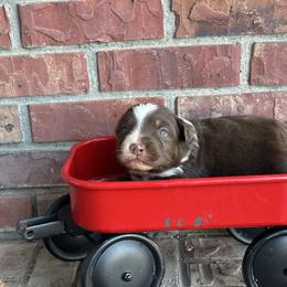 RTM - Red tri-color male Australian Shepherd puppy in Lexington, Nebraska from Osborne's Aussies