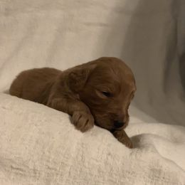Goldendoodle Puppies from Hush Doodles