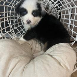 Australian Shepherd Puppies from Carmel Mountain Aussies