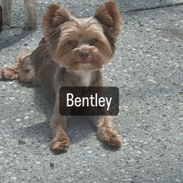Bentley - Yorkshire Terrier