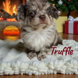 Truffle - Chocolate and white male Chihuahua puppy in Oakwood, Georgia from Sunset Eves Chihuahuas