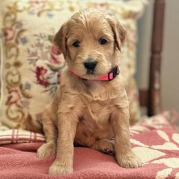 Snow White-Pink - Apricot female Goldendoodle puppy in Bay City, Texas from Charming Doods Goldendoodles