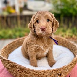 Floral - Caramel female Australian Labradoodle puppy in Morgan Hill, California from Loving Labradoodles