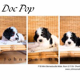 Doc pop - Black and white male Bernedoodle puppy in North Royalton, Ohio from Johnson's Doodles