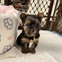 Yorkshire Terrier puppies from Sundays Yorkies