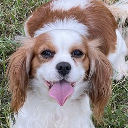 Cavalier King Charles Spaniels, Miniature Pinschers, Miniature Schnauzers, and Shih Tzus from Boggy Depot Cavaliers & Friends