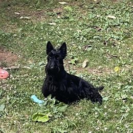 Scottish Terrier Puppies from Pilot Mtn Scottie’s