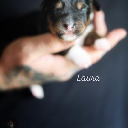 Laura - Black tri female Miniature American Shepherd puppy in Battle Ground, Washington from Casita Miniature American Shepherds