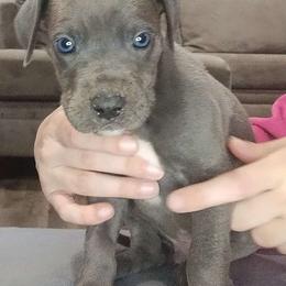 Vito - Blue Great Dane puppy in Marshall, Michigan from Dream K9