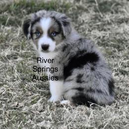 "Cooper upcoming stud" Miniature Australian Shepherd and Toy Australian Shepherd Puppies from River Springs Aussies