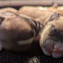 Shih Tzus from NA