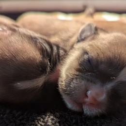 Shih Tzus from NA