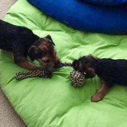 Border Terrier Puppies from Silli's Border Terriers