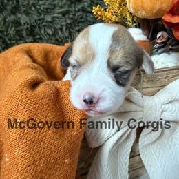 Toffee - Sable merle and white female American Corgi puppy in Paxton, Illinois from McGovern Family Corgis