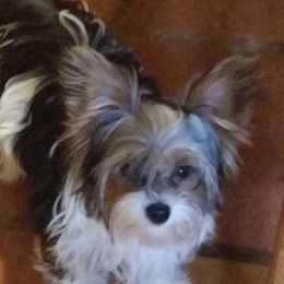 Nikki - Yorkshire Terrier