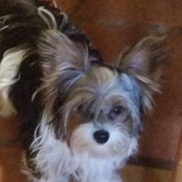 Nikki - Yorkshire Terrier