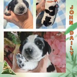 John Daily - Black and white male English Springer Spaniel puppy in Saginaw, Michigan from Kemerer Springers