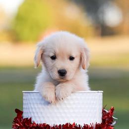 Purple - Golden female Golden Retriever puppy in Oxford, North Carolina from Oxford Farm Kennels