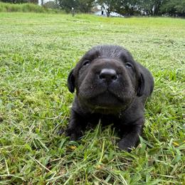 Liko - Black female Labrador Retriever puppy in Carriere, Mississippi from Cajun Water Retrievers