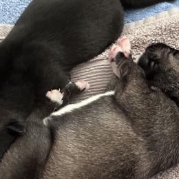 Companion Crosses and Working Dog Crosses from Amazing Standard Schnauzers