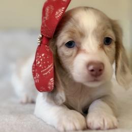 Myra (Sugar) - Cream female Dachshund puppy in Saint Paul, Minnesota from Vibrant Eyes Doxies