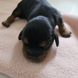 Girl 6 - Black and tan female Cavapoo puppy in Grayville, Illinois from Debs Doodles, Cavapoos, Cavadoodles