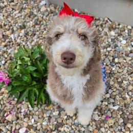 Fern - Brown and white female Aussiedoodle puppy in Buffalo, Illinois from Pear Tree Pups