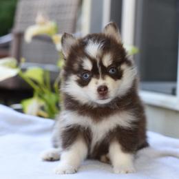 Munchkin - Red and white female Pomsky puppy in Coos Bay, Oregon from Ocean View Pomskies