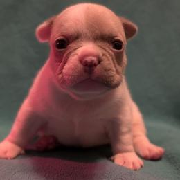 Penelope - White female French Bulldog puppy in Battle Ground, Washington from Ferguson's Bulldogs
