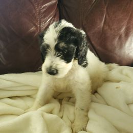 Aussiedoodle Puppies from Coastal Carolina Doodles
