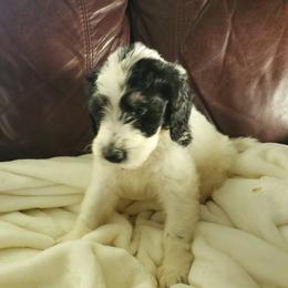 Aussiedoodle Puppies from Coastal Carolina Doodles