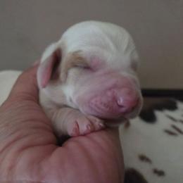 Zara - Lemon and white female Basset Hound puppy in Denison, Texas from Emma Lou's Baby Bassets
