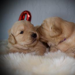 5th Pick Female - Golden female Golden Retriever puppy in Mc Arthur, California from California Golden Love