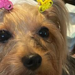 Poodles and Yorkshire Terriers from Ruth's Pups