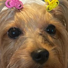 Poodles and Yorkshire Terriers from Ruth's Pups