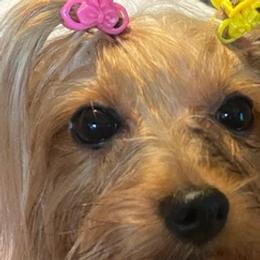 Poodles and Yorkshire Terriers from Ruth's Pups