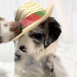 Miniature Australian Shepherd Puppies from Southern Charmers
