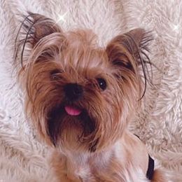 Yorkshire Terriers from Too Cute Yorkies