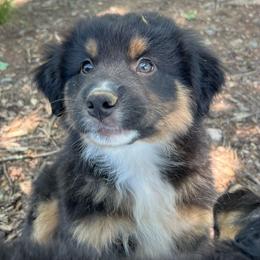 Carl - Black tri-color male Australian Shepherd puppy in Scottsville, Virginia from Cedar Creek Aussies