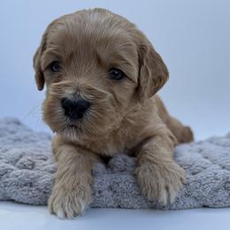 Joker - Red  male Goldendoodle puppy in Clinton, Utah from Golden Law Kennels