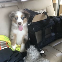 Australian Shepherd Puppies from Thousand Hills Australian Shepherds