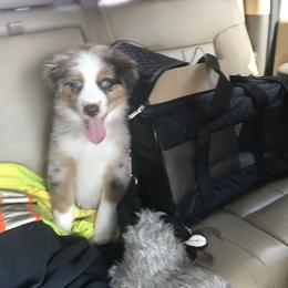 Australian Shepherd Puppies from Thousand Hills Australian Shepherds