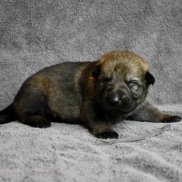 Grey - Sable male German Shepherd puppy in Cherryville, North Carolina from Masky Kennel