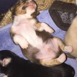 Chihuahua Puppies from HaloHavenChihuahuas
