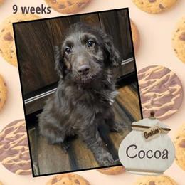 Coco - Red female Aussiedoodle puppy in Fredericktown, Ohio from Brisby Bordoodles