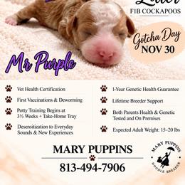 Mr Purple - Buff and white male Cockapoo puppy in Tampa, Florida from Mary Puppins