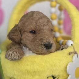 River, Red boy - Red  male Goldendoodle puppy in Freedom, New York from Samantha's Goldendoodles